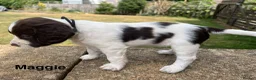 English Springer Spaniel dogs for sale: English Springer Spaniels white and liver girls in Thirsk - Advert 19