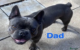 French Bulldog dogs for sale: Solid Blue French Bulldog  - Image 38