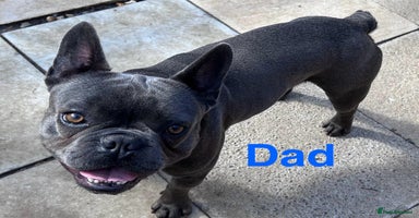 French Bulldog dogs - Advert 11