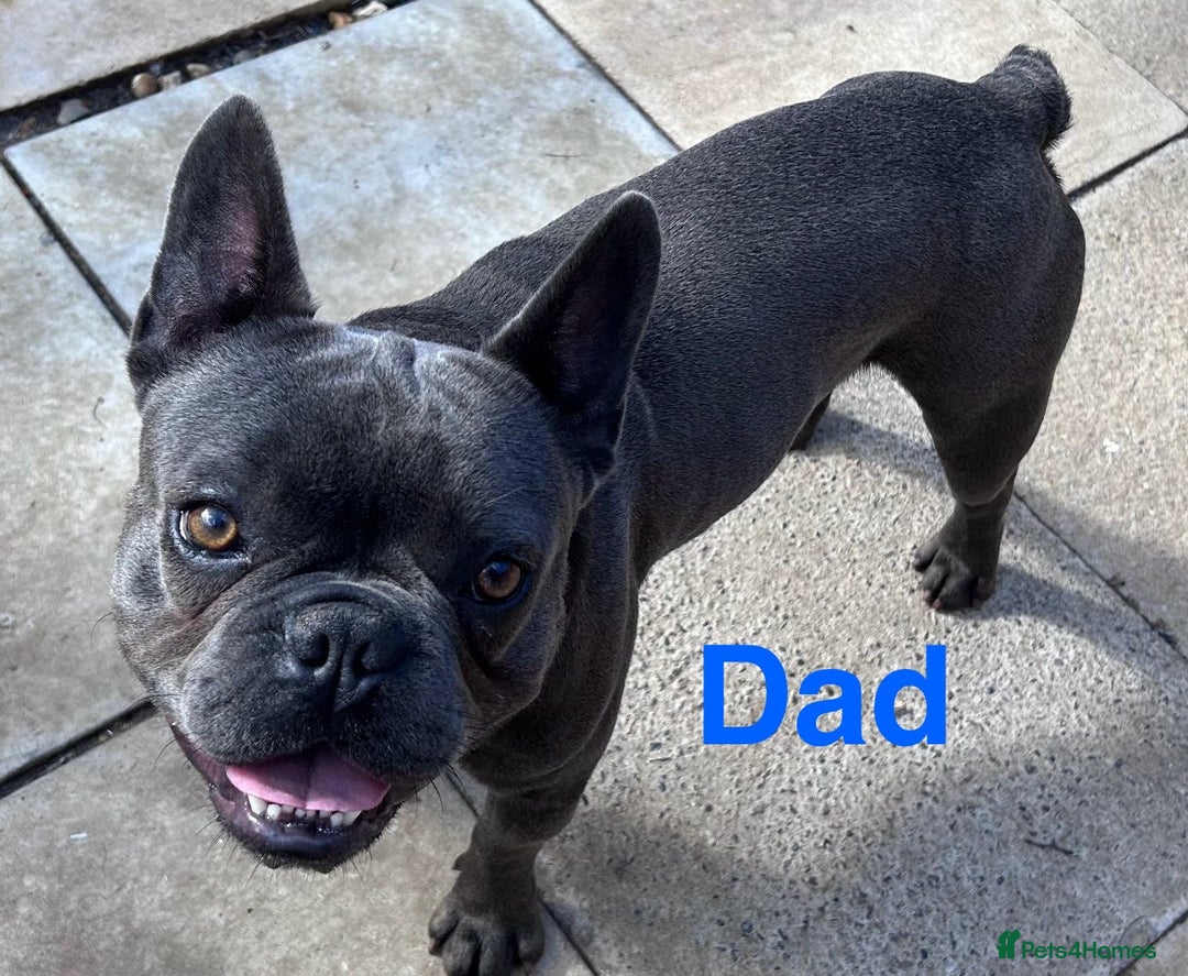 French Bulldog dogs for sale: Solid Blue French Bulldog  - Image 38