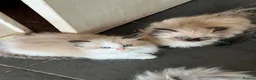 Ragdoll cats for sale: Beautiful Ragdoll kittens! Ready for new homes NOW - Advert 24