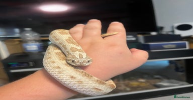 Snake reptiles - Advert 5
