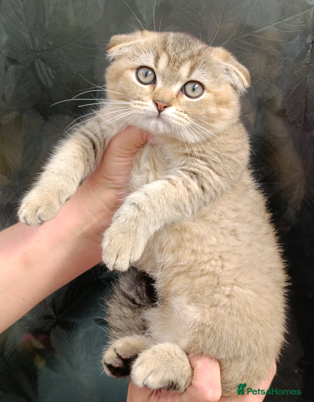 Scottish Fold cats for sale: Scottish fold kittens  - Image 14