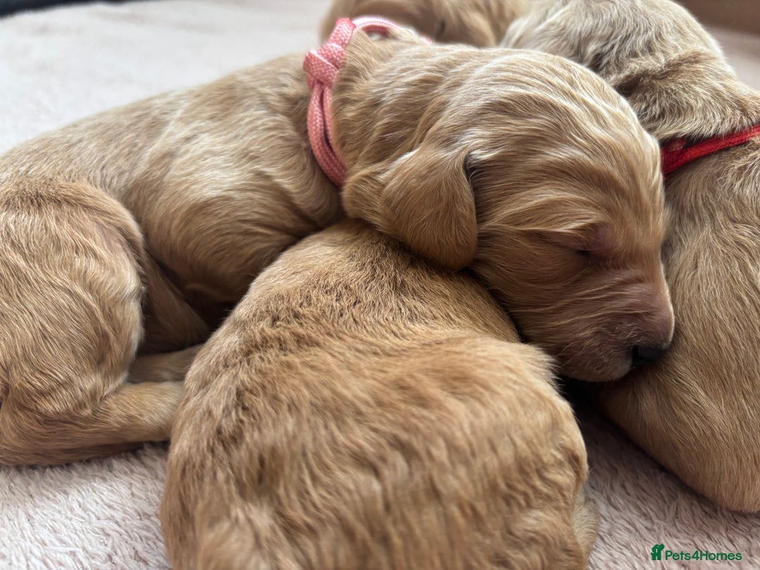 Double Doodle dogs for sale: 10 beautiful double doodles born on 24/08/2025 - Image 13