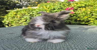 Angora rabbits - Advert 12