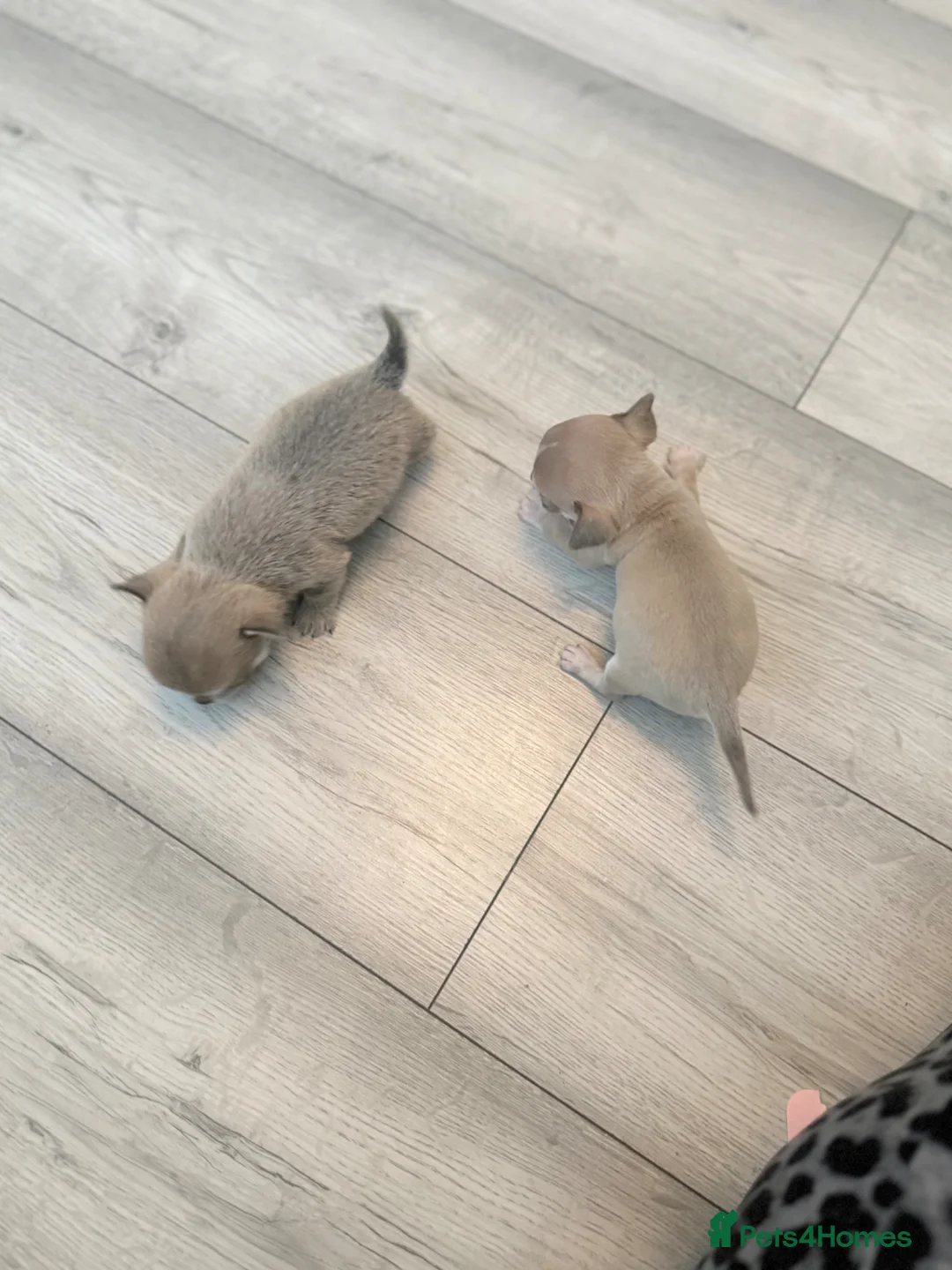 Chihuahua dogs for sale: 1 Male 1 female chihuahua for loving homes - Advert 2