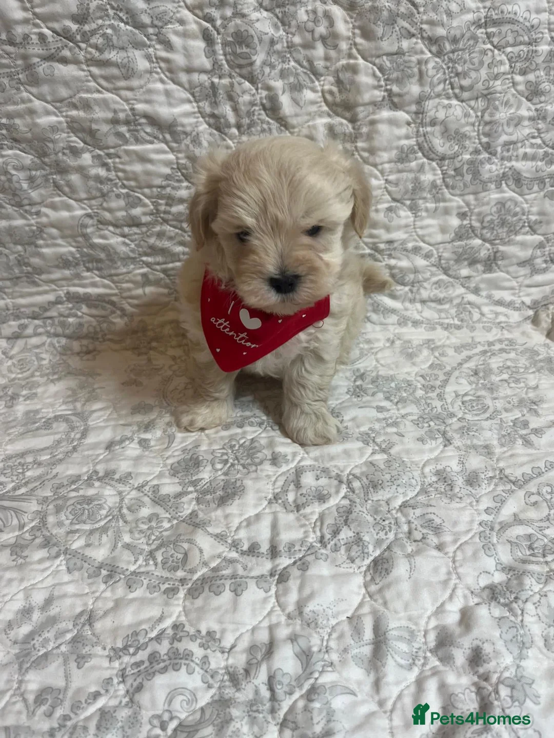 Maltipoo dogs for sale: 🤩2 stunning f1 Maltipoo 🤩 - Advert 4