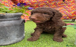 Australian Labradoodle dogs for sale: Australian Labradoodle - Image 15