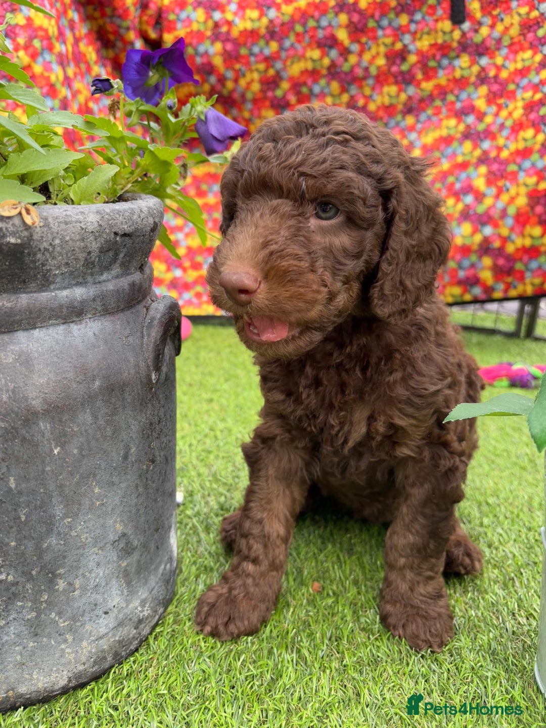 Australian Labradoodle dogs for sale: Australian Labradoodle - Image 15