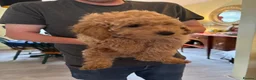 Cavapoo dogs for sale: Cavapoo in Yeovil - Advert 5