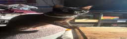 Domestic Shorthair cats for sale: Gorgeous kittens for rehoming  - Advert 3