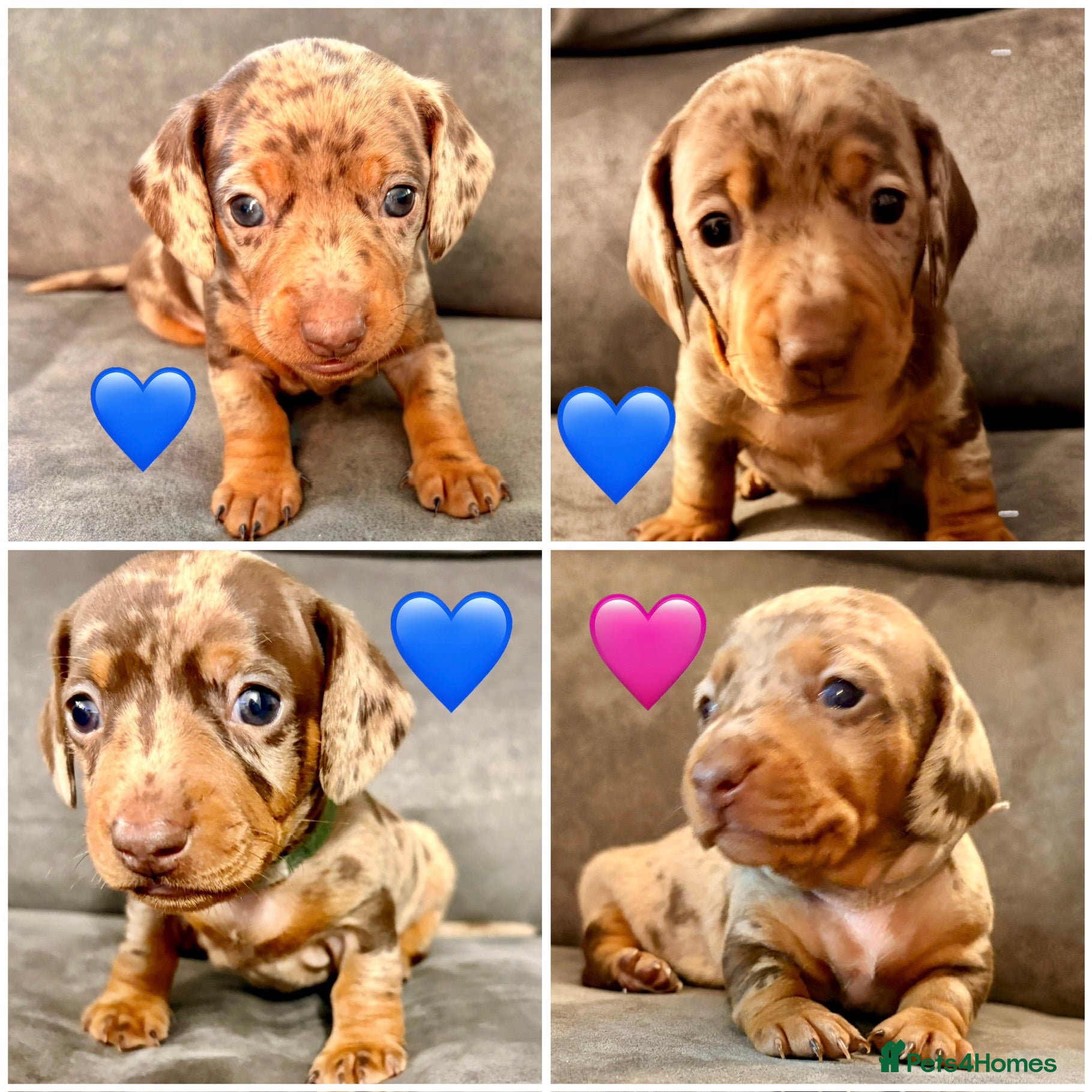 Miniature Dachshund dogs Miniature dachshunds  - Advert 10