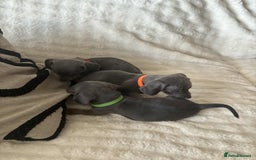 Miniature Dachshund dogs for sale: Miniature Dachshund puppies - Image 2