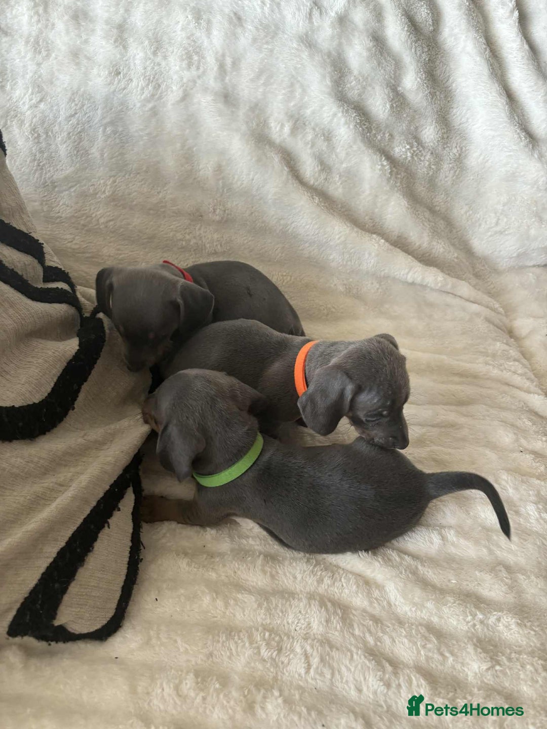 Miniature Dachshund dogs for sale: Miniature Dachshund puppies - Image 2