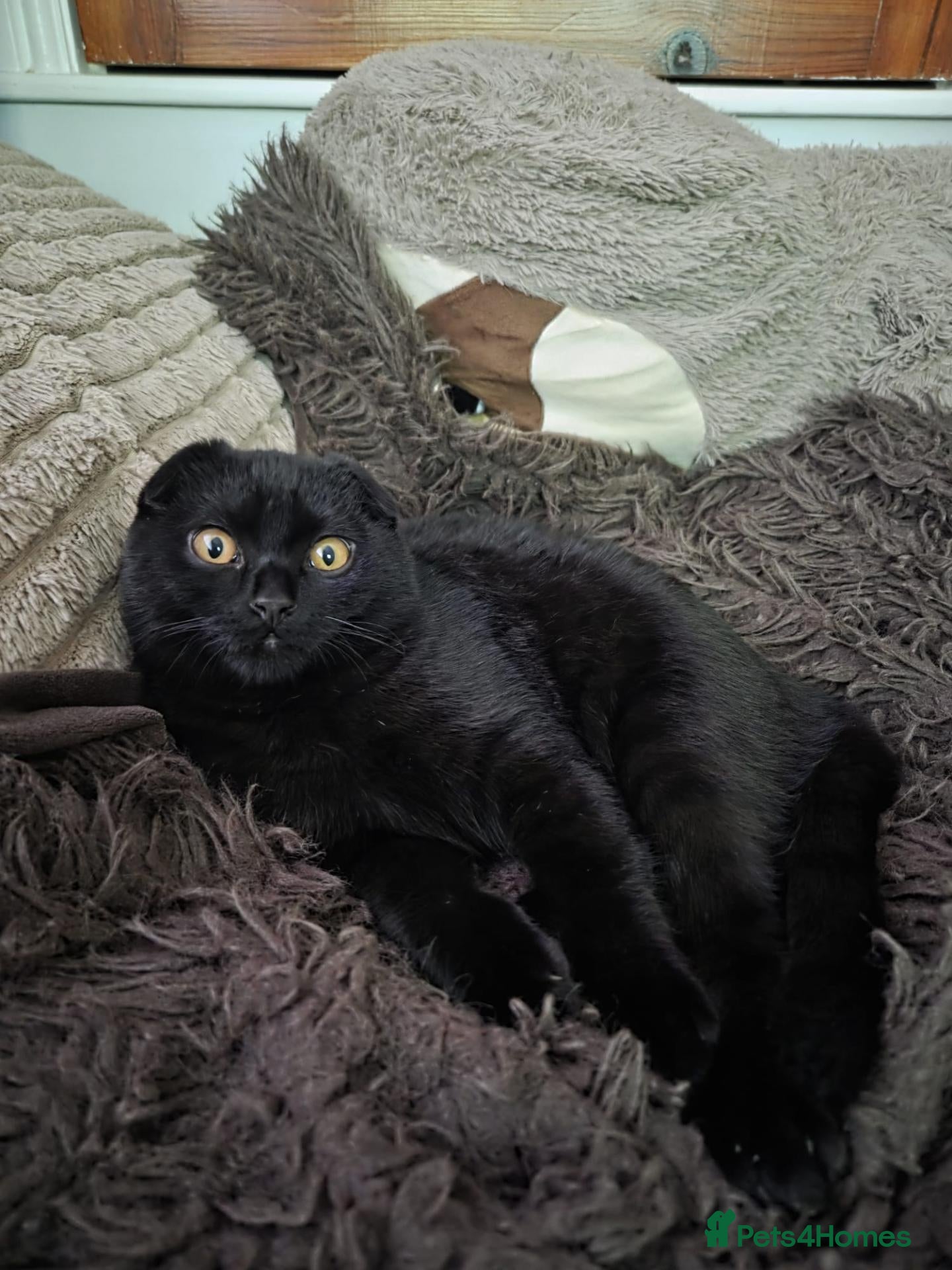 Scottish Fold cats Black male scottish fold for sale - Advert 1