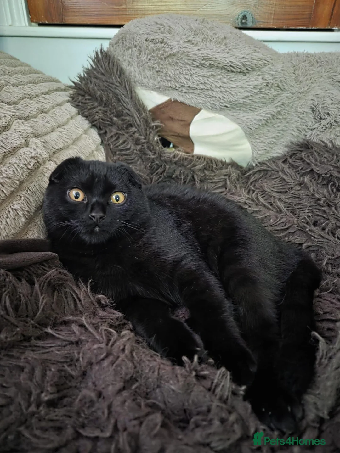Scottish Fold cats for sale: Black male scottish fold for sale - Advert 1