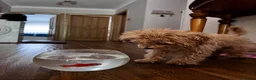 Toy Poodle dogs for sale: Beautiful Toy Poodle Puppy (4 months) in Glasgow - Advert 4