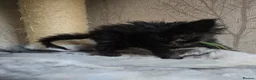Maine Coon cats for sale: Stunning Black Smoke Boy - Advert 3