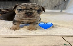French Bulldog dogs for sale: French bulldogs  - Image 7