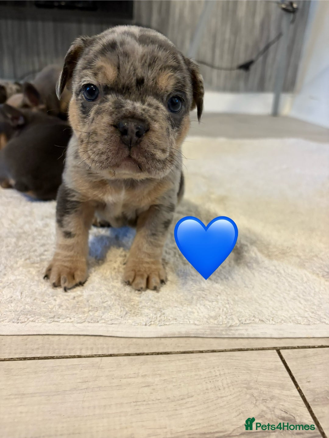 French Bulldog dogs for sale: French bulldogs  - Image 7