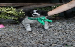 Mixed Breed dogs for adoption: 💖🐶 LOLLY & JOLIE 🐶💖 - Image 6