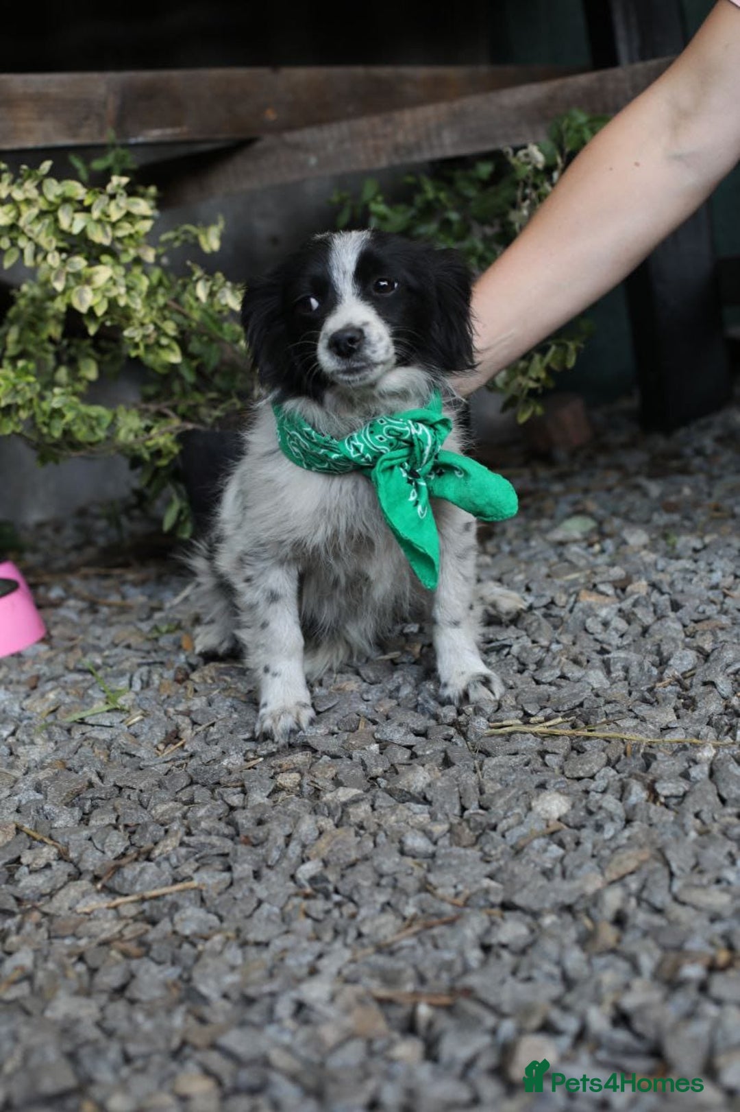 Mixed Breed dogs for adoption: 💖🐶 LOLLY & JOLIE 🐶💖 - Image 6