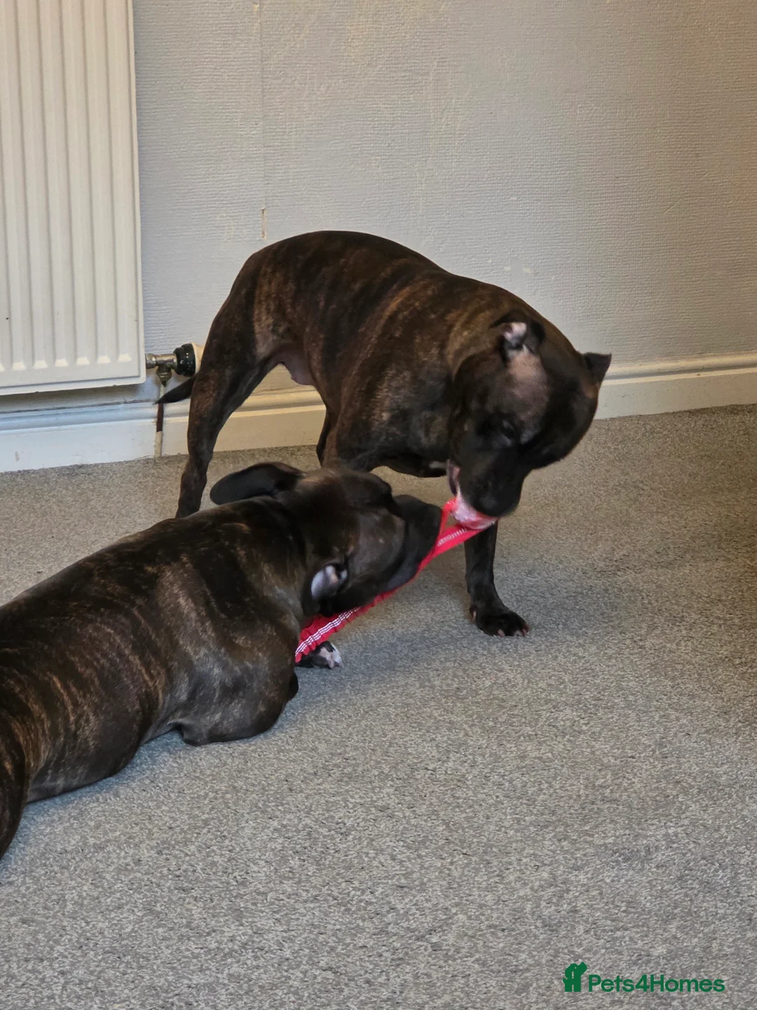 Staffordshire Bull Terrier dogs for sale: Reggie: Loyal Family Dog - Advert 6