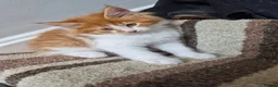 Mixed Breed cats for sale: Mixed race kittens for sale.  - Advert 11