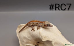 Gecko reptiles for sale: Orange Stripe Gargoyle Gecko CB25 - Image 2