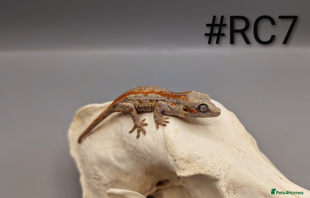 Gecko reptiles for sale: Orange Stripe Gargoyle Gecko CB25 - Image 2