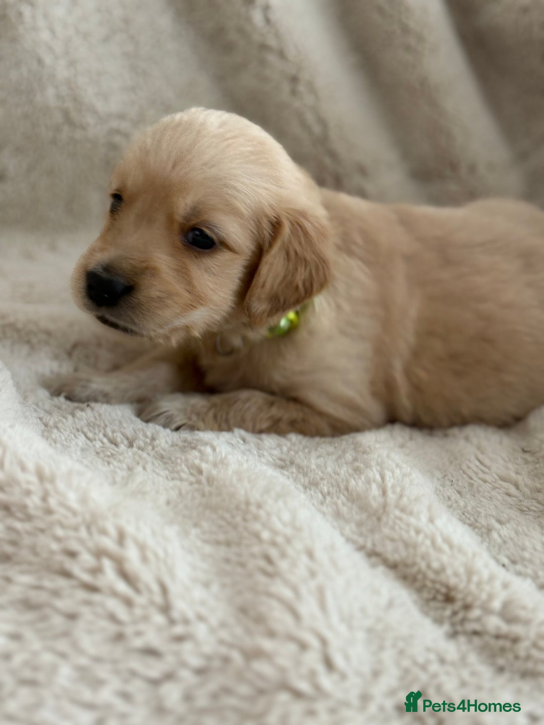 Golden Retriever dogs for sale: Golden retriever puppy Available 🐶🐾🦴  - Image 24