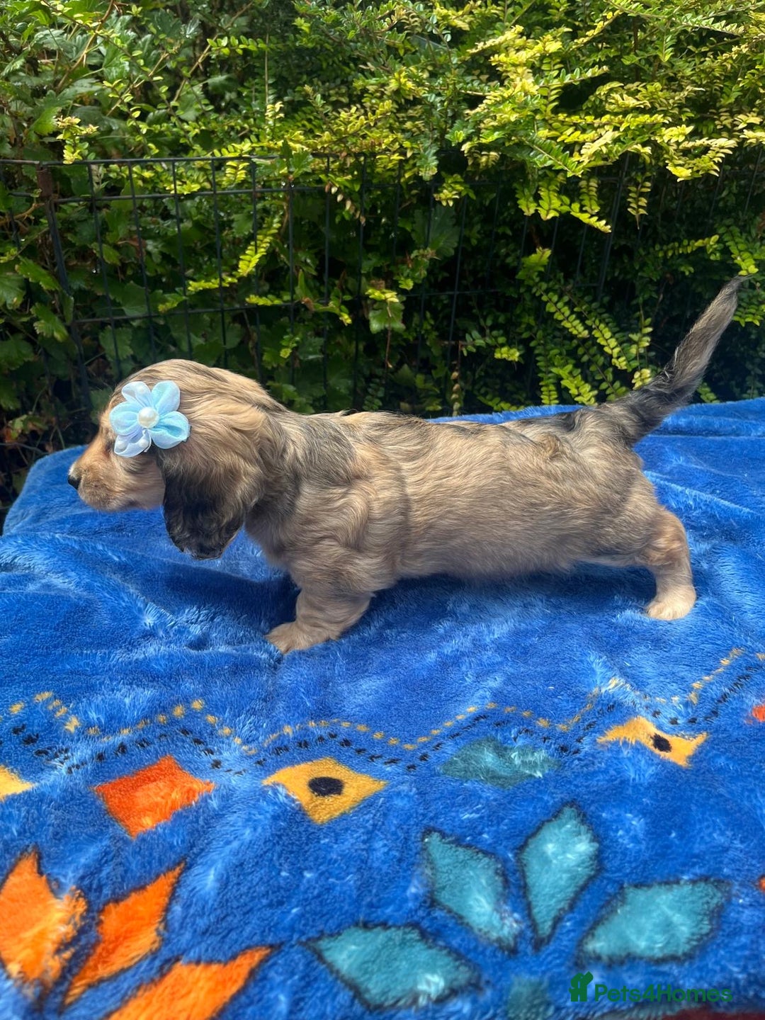 Miniature Dachshund dogs for sale: Beautiful KC mini L/h girls - Image 9