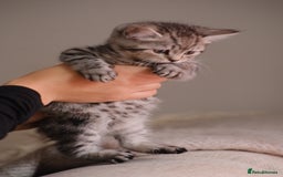 Scottish Fold cats for sale: 🐾 Beautiful Spotted-Belly Scottish Fold x Tabby😺 - Image 7