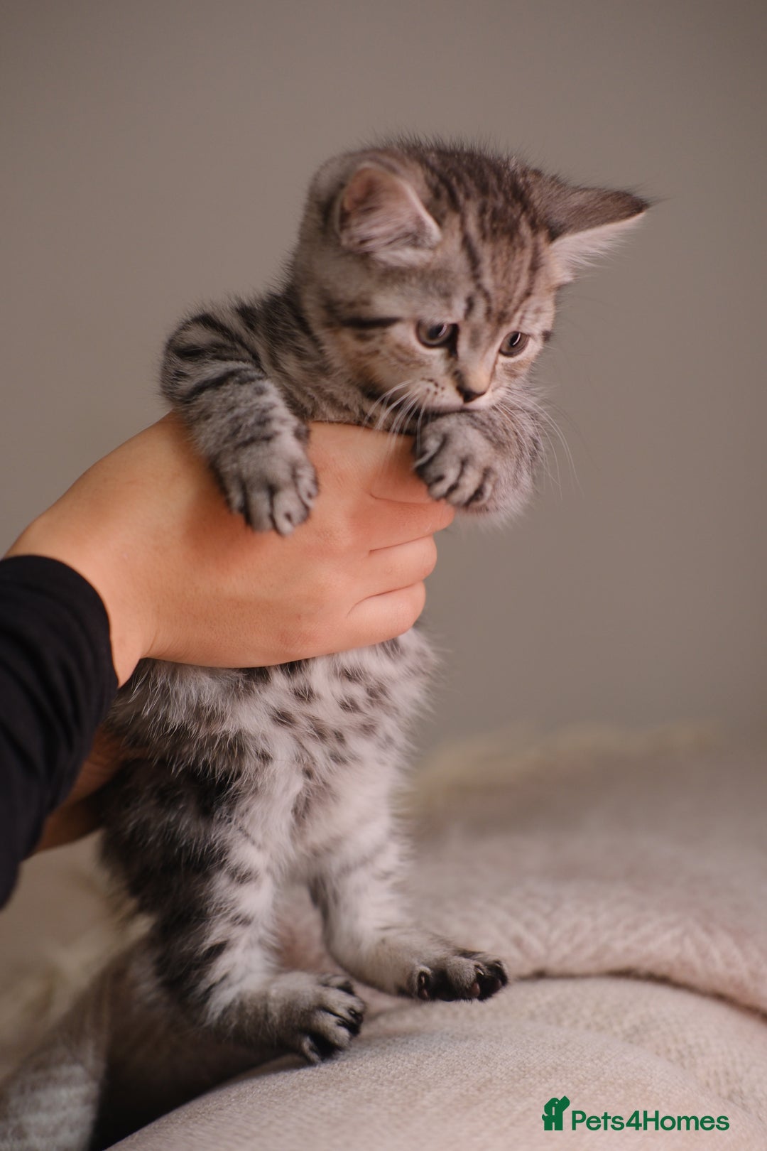 Scottish Fold cats for sale: 🐾 Beautiful Spotted-Belly Scottish Fold x Tabby😺 - Image 7
