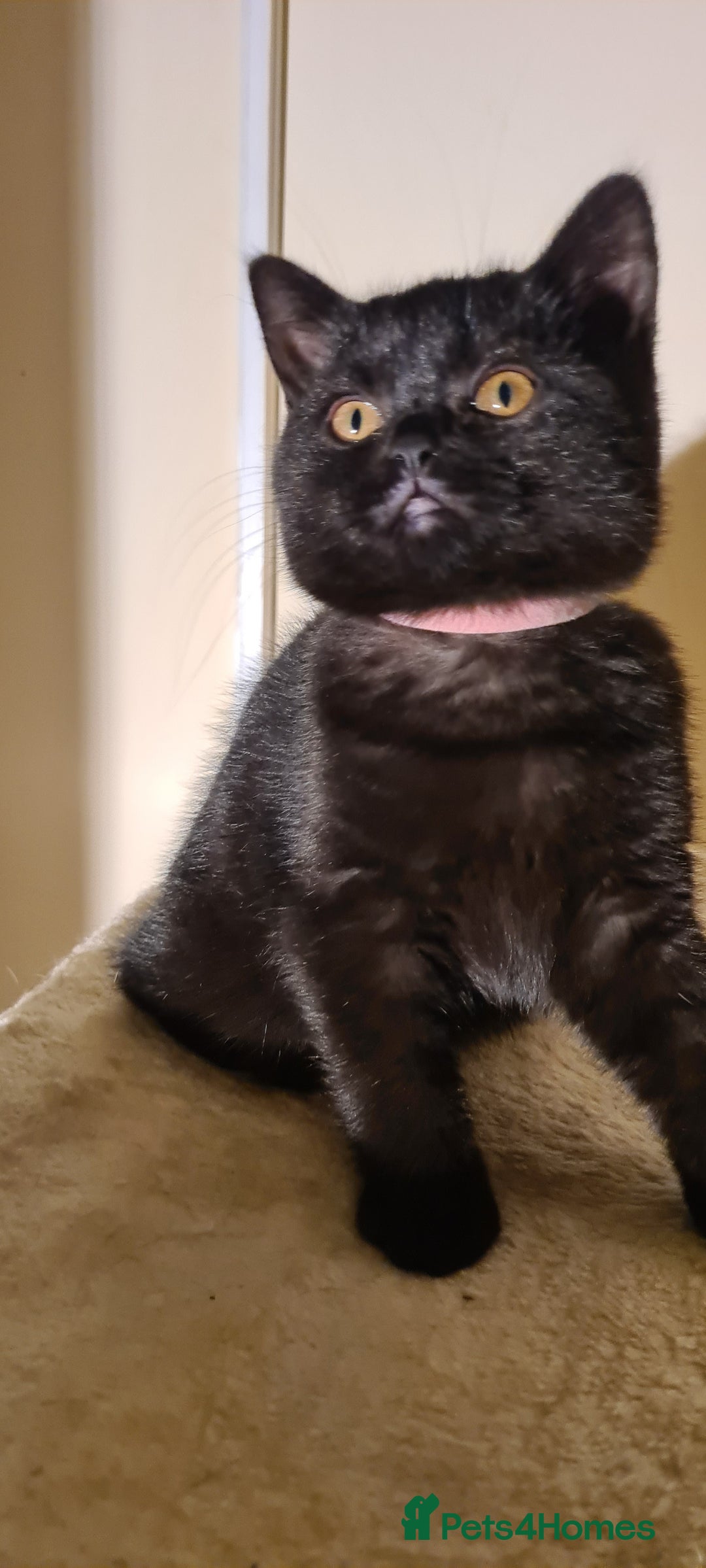 British Shorthair cats for sale: British shorthair black and blue kittens - Advert 37