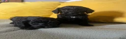 Cockapoo dogs for sale: Cockapoo puppies parents health tested  - Advert 10