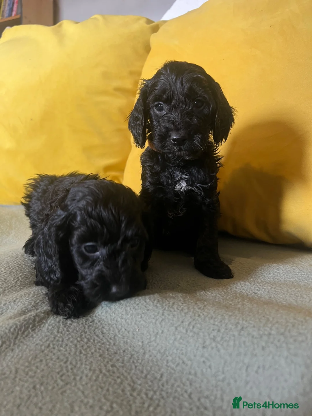 Cockapoo dogs for sale: Cockapoo puppies parents health tested  - Advert 10