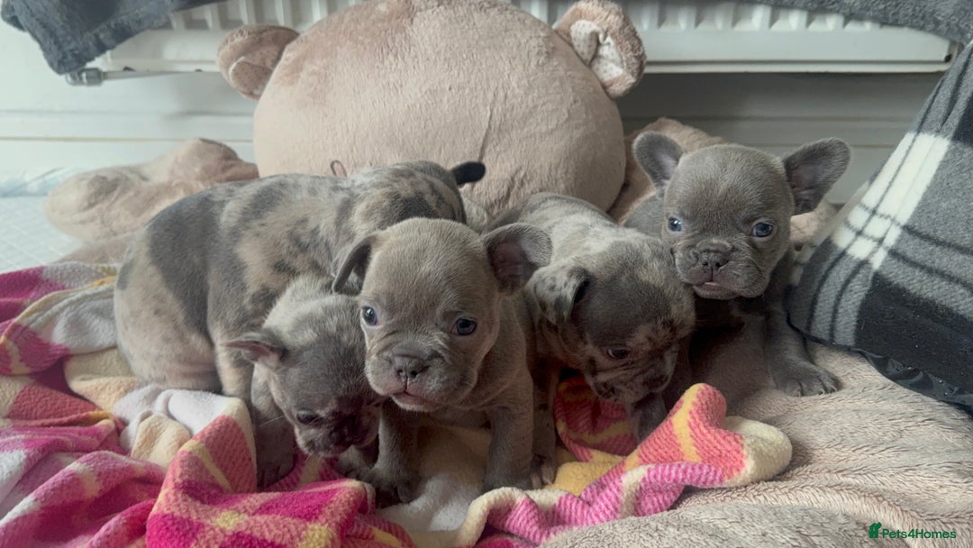 French Bulldog dogs for sale: Lilac blue eyed litter of 6. DWKC registered  - Image 23