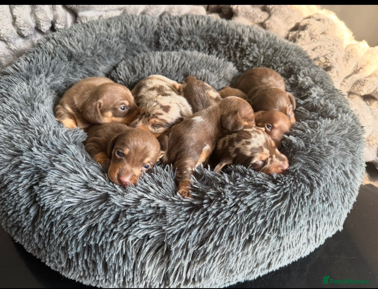 Miniature Dachshund dogs Kennel club Mini Dachshunds  - Advert 2