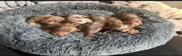 Miniature Dachshund dogs for sale: Kennel club Mini Dachshunds  - Advert 2
