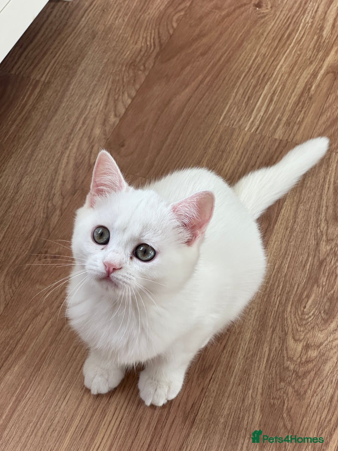 British Shorthair cats for sale: Gorgeous British Longhair & Shorthair Kittens - Advert 38