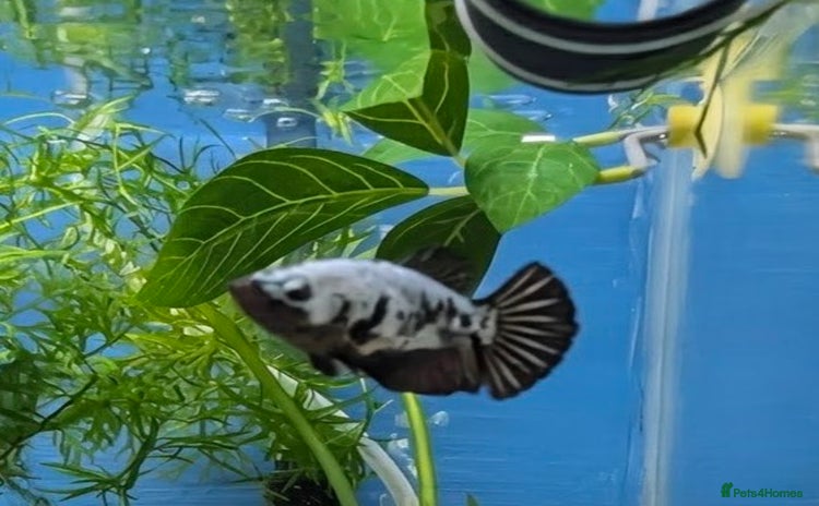 Bettas fish - Advert 1