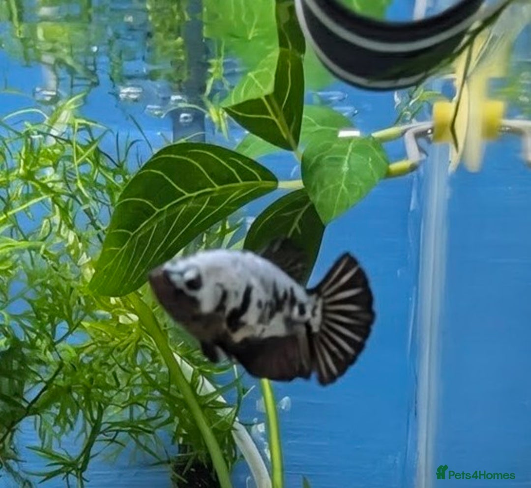 Bettas fish for sale: Tropical fish,betta samurai,angels,kribs,bn plecos - Image 1