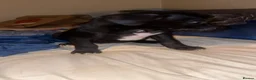 Mixed Breed dogs for sale: One grey husky mix and two black husky mix’s in Kirkcaldy - Advert 7
