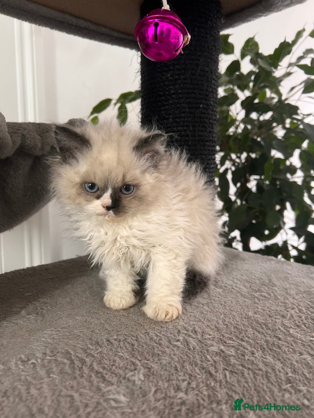 Selkirk Rex cats for sale: Selkirk rex kittens 😻 - Image 25
