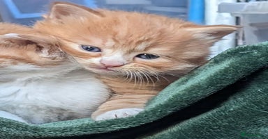 Mixed Breed cats - Advert 2
