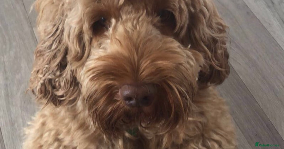 F1 Red Proven Cockapoo Stud Extensive DNA Tested for stud in Derby ...