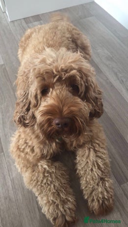 Cockapoo dogs F1 Red Proven Cockapoo Stud Extensive DNA Tested in Derby - Advert 1