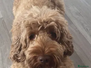 Cockapoo dogs 🧬F1 Red Proven Cockapoo Stud Extensive DNA Tested in Derby - Advert 16