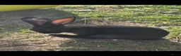 British Giant rabbits for sale: Continental Giant Rabbits - Advert 3
